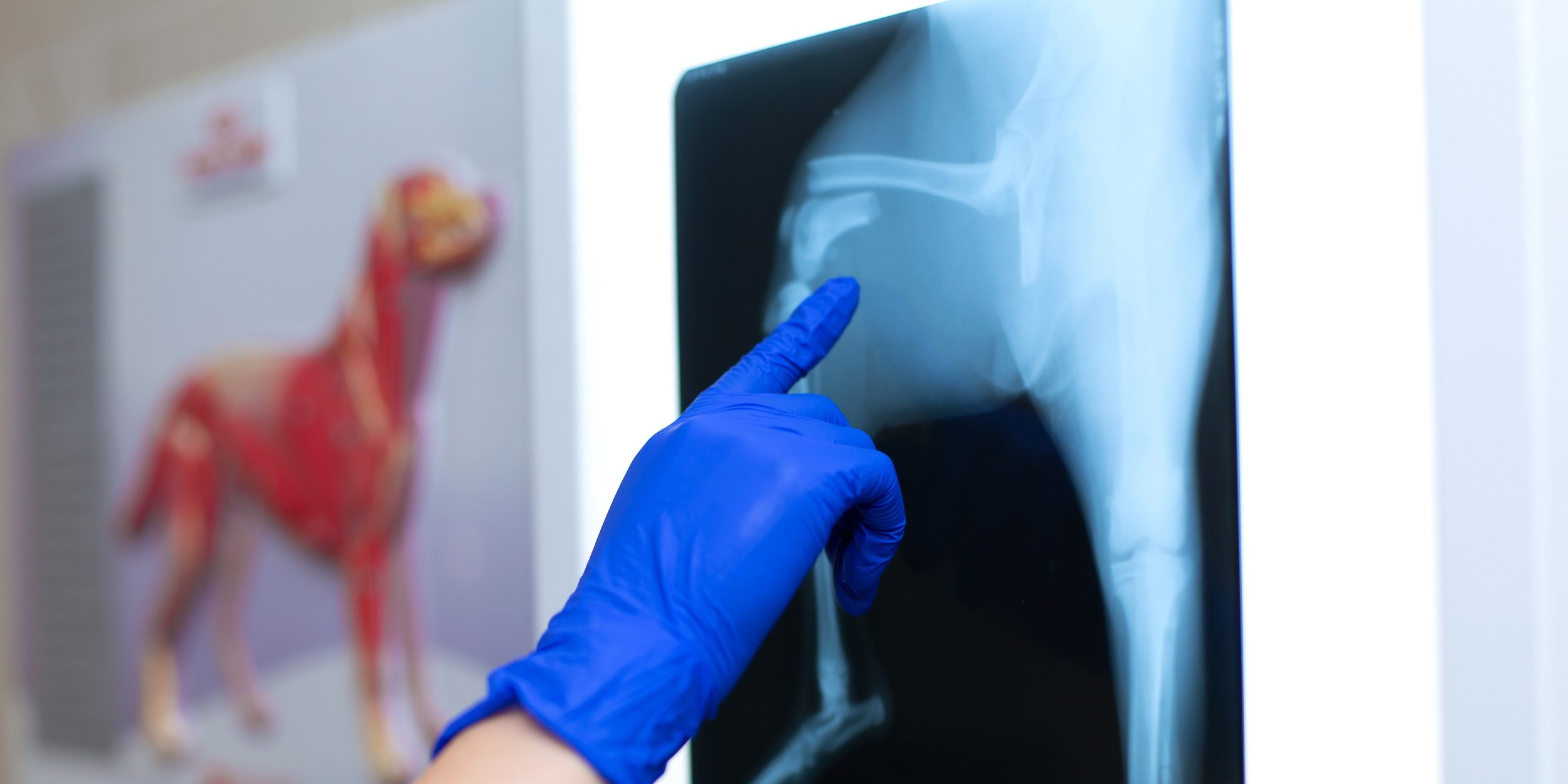 Wellvet Umraniye Veteriner Hekim Kliniği Radyoloji ve Görüntüleme Hizmeti