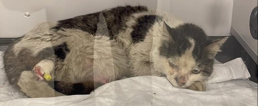 Wellvet Ümraniye Veteriner Hekim Kliniği Kedi Veterineri Yoğun Bakım. Ataşaehir Veteriner