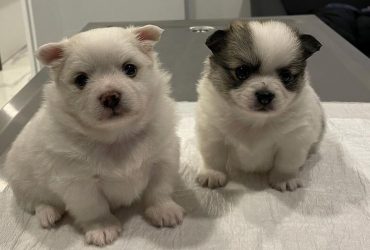 wellvet ümraniye veteriner kliniği