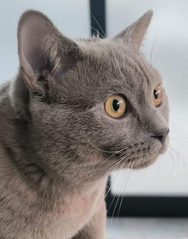 Wellvet Ümraniye Veteriner