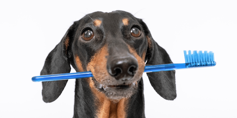 Wellvet Ümraniye Veteriner Hekim Kliniği Diş Hekimi Hizmeti