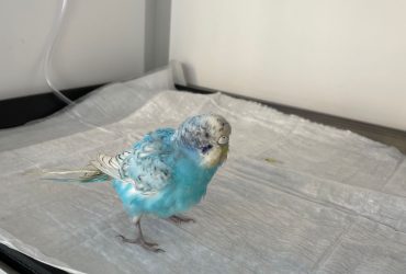 Ümraniye Kuş Veteirneri Wellvet Ümraniye Veteriner