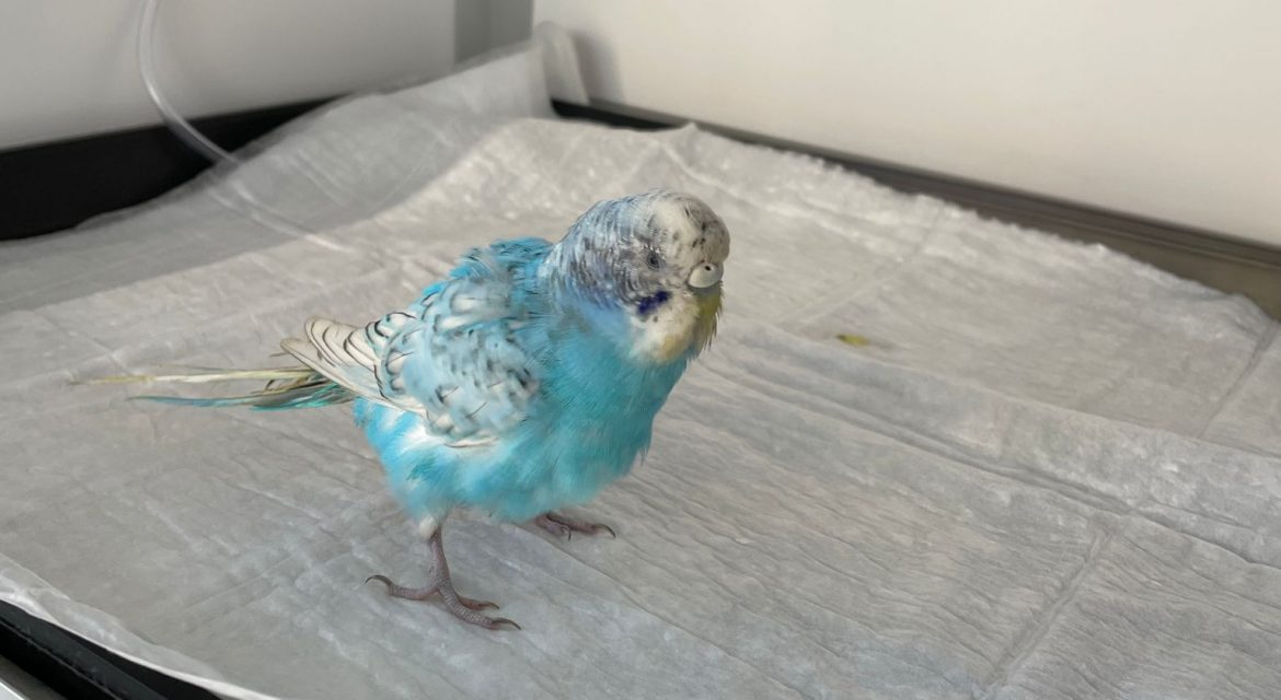 Kuşlar Neden İshal Olur ? Muhabbet Kuşu Neden İshal Olur ? Wellvet Ümraniye Veteriner Hekim Kliniği